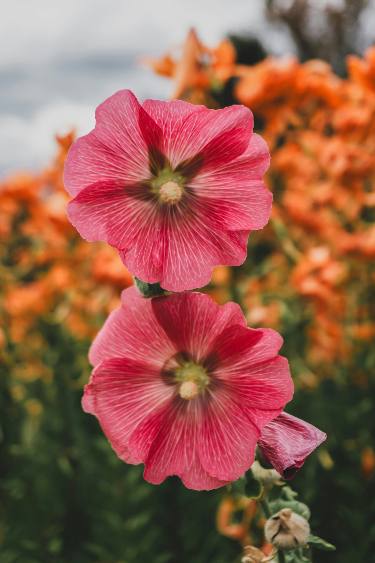 Fleurs Annuelles