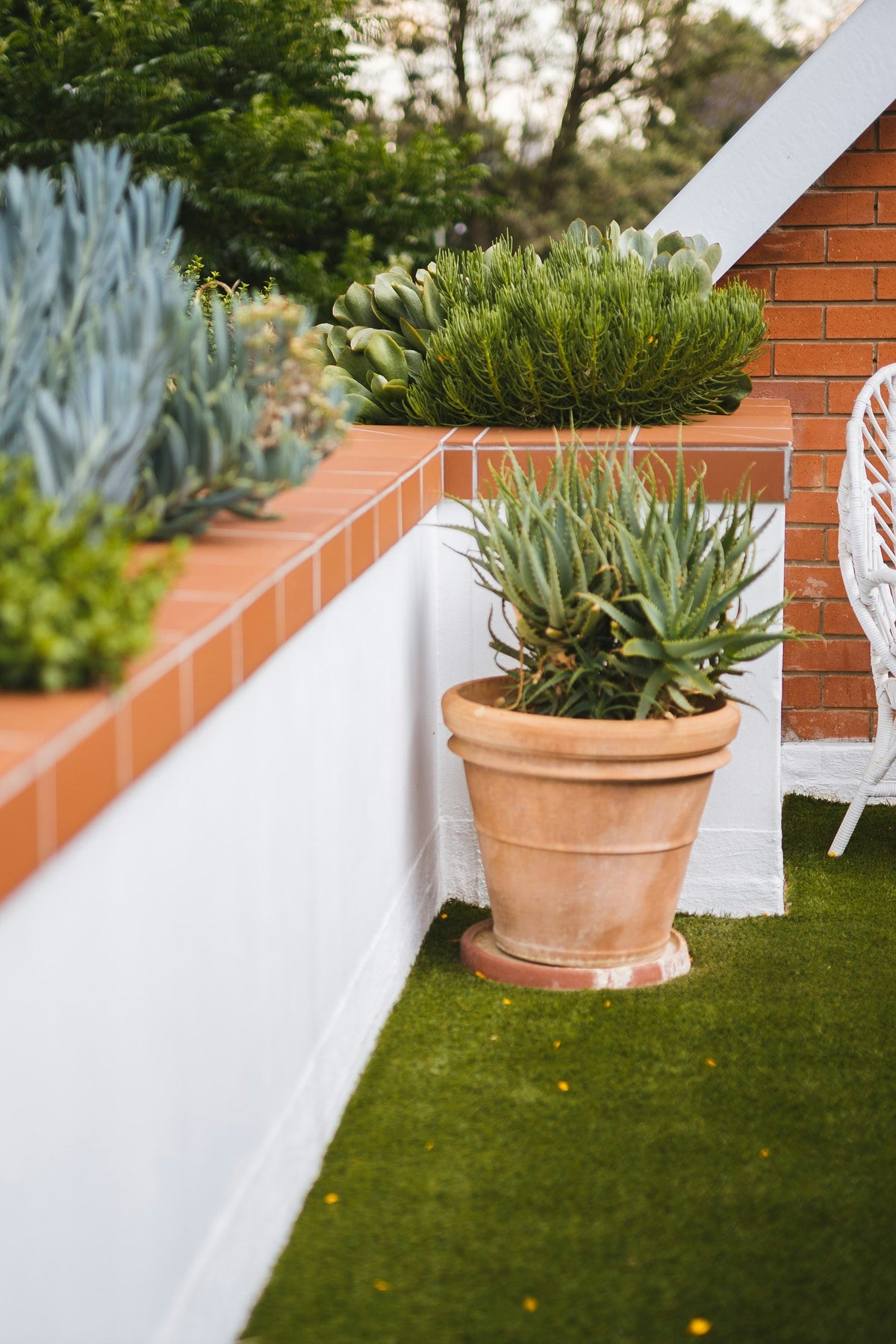 Plantes d'Extérieur
