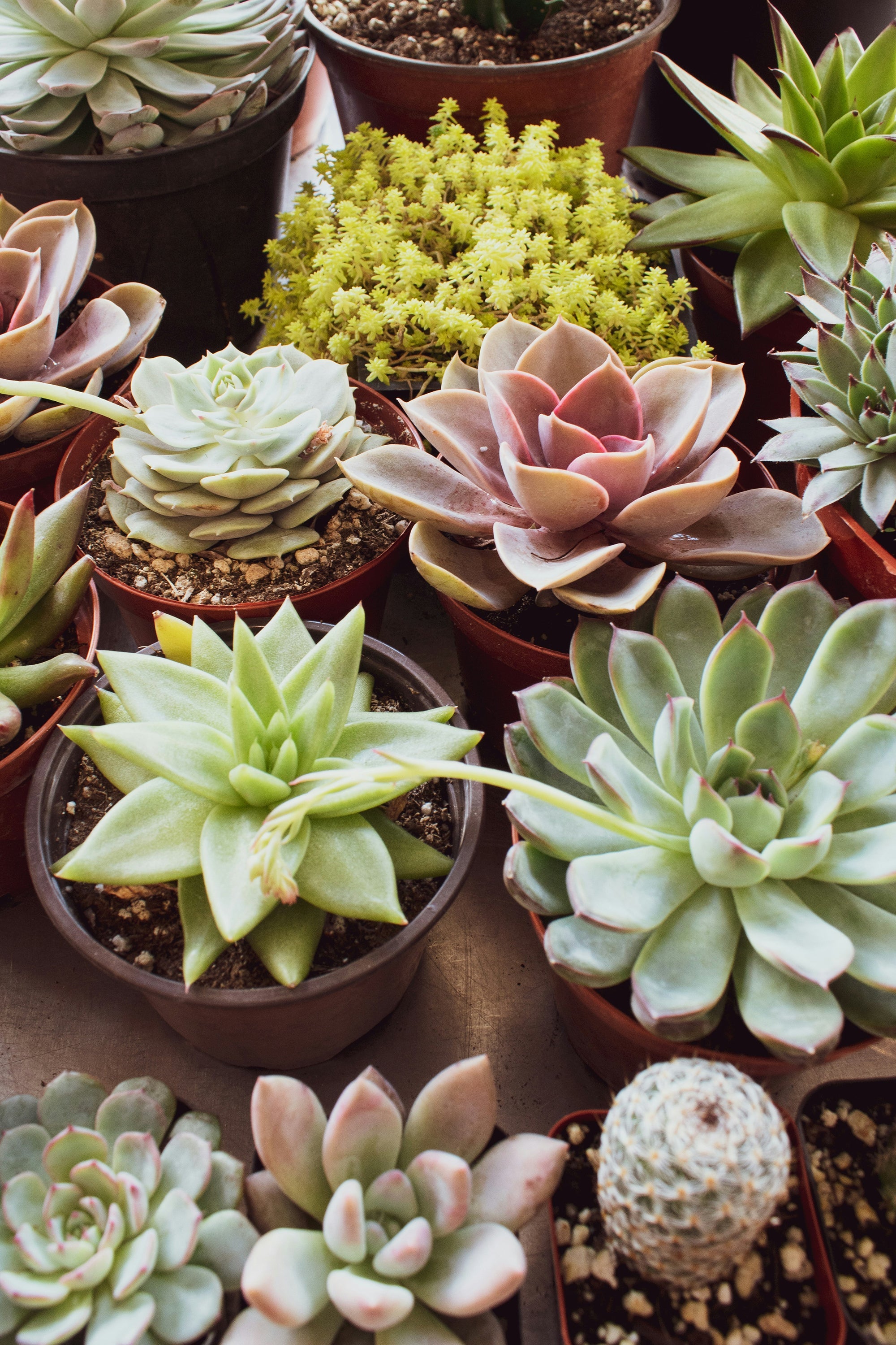Compositions de Plantes