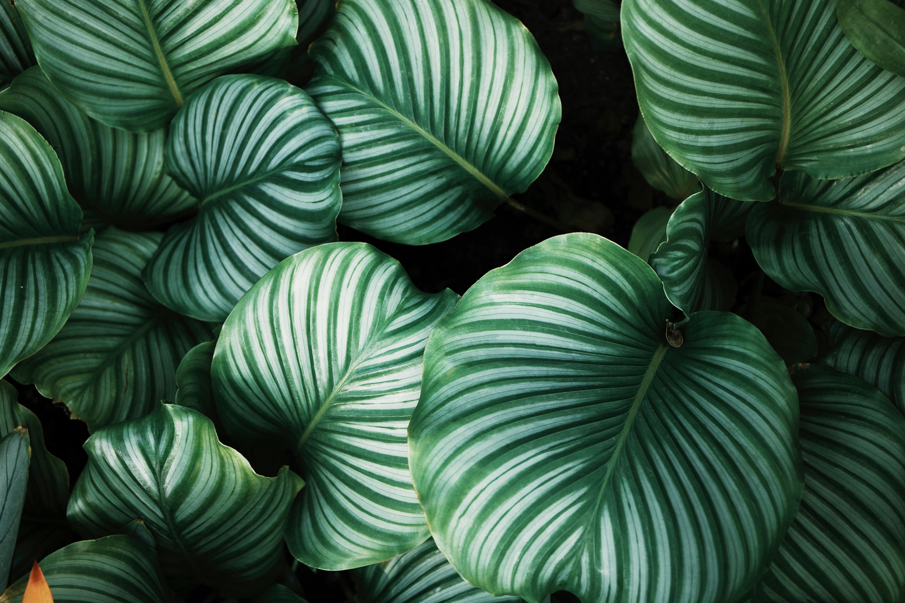 Nos Plantes
