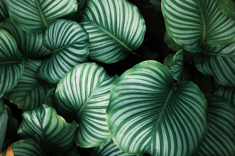 Nos Plantes