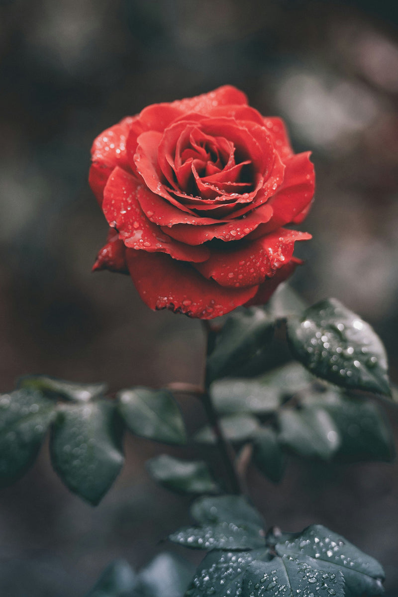 Roses Éternelles