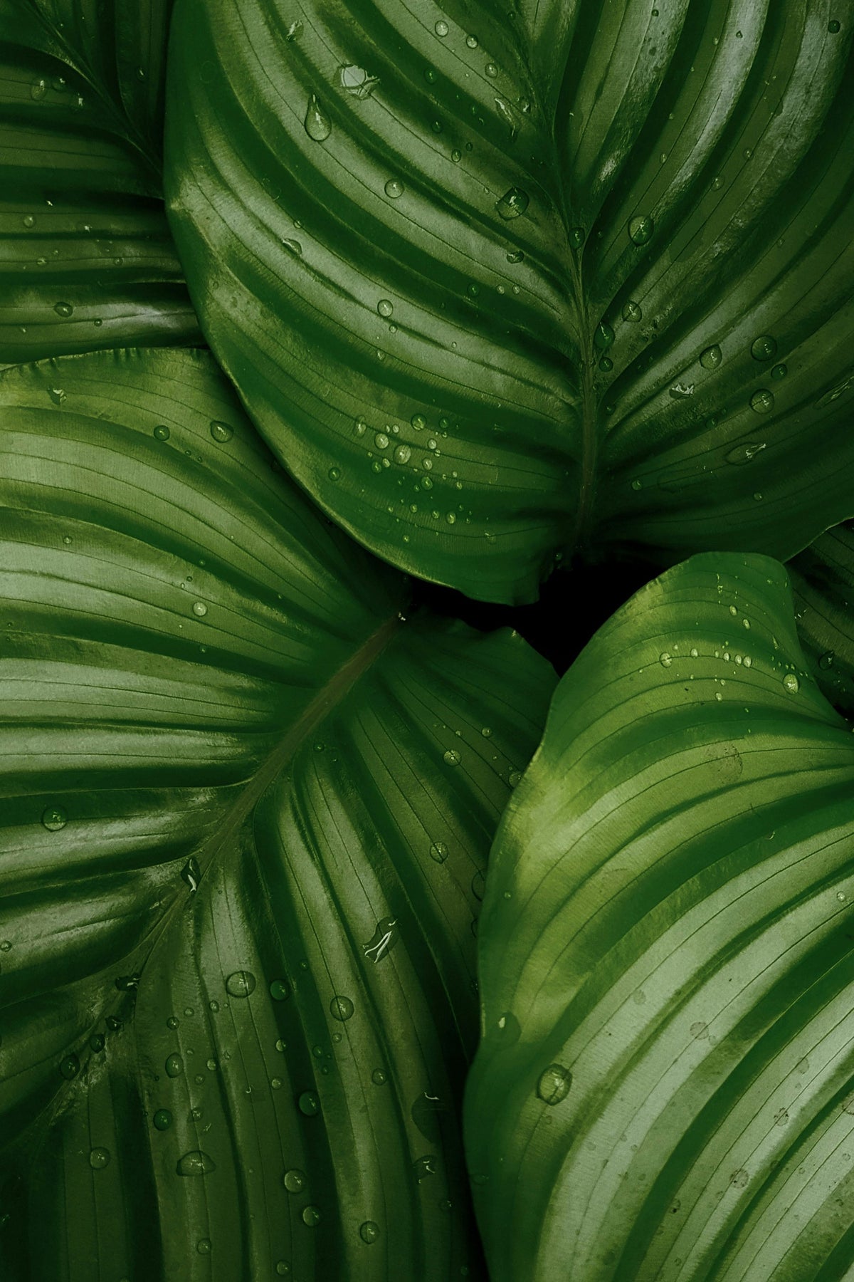 Plantes Vertes