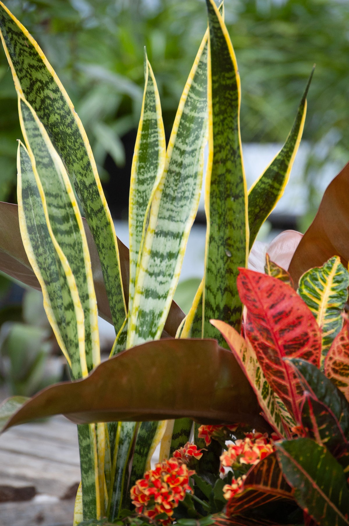 Jardin de plantes - Grand 15''