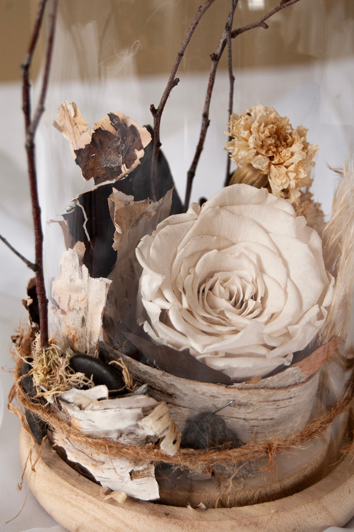 Rose éternelle – Pureté