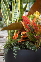 Jardin de plantes - Grand 15''