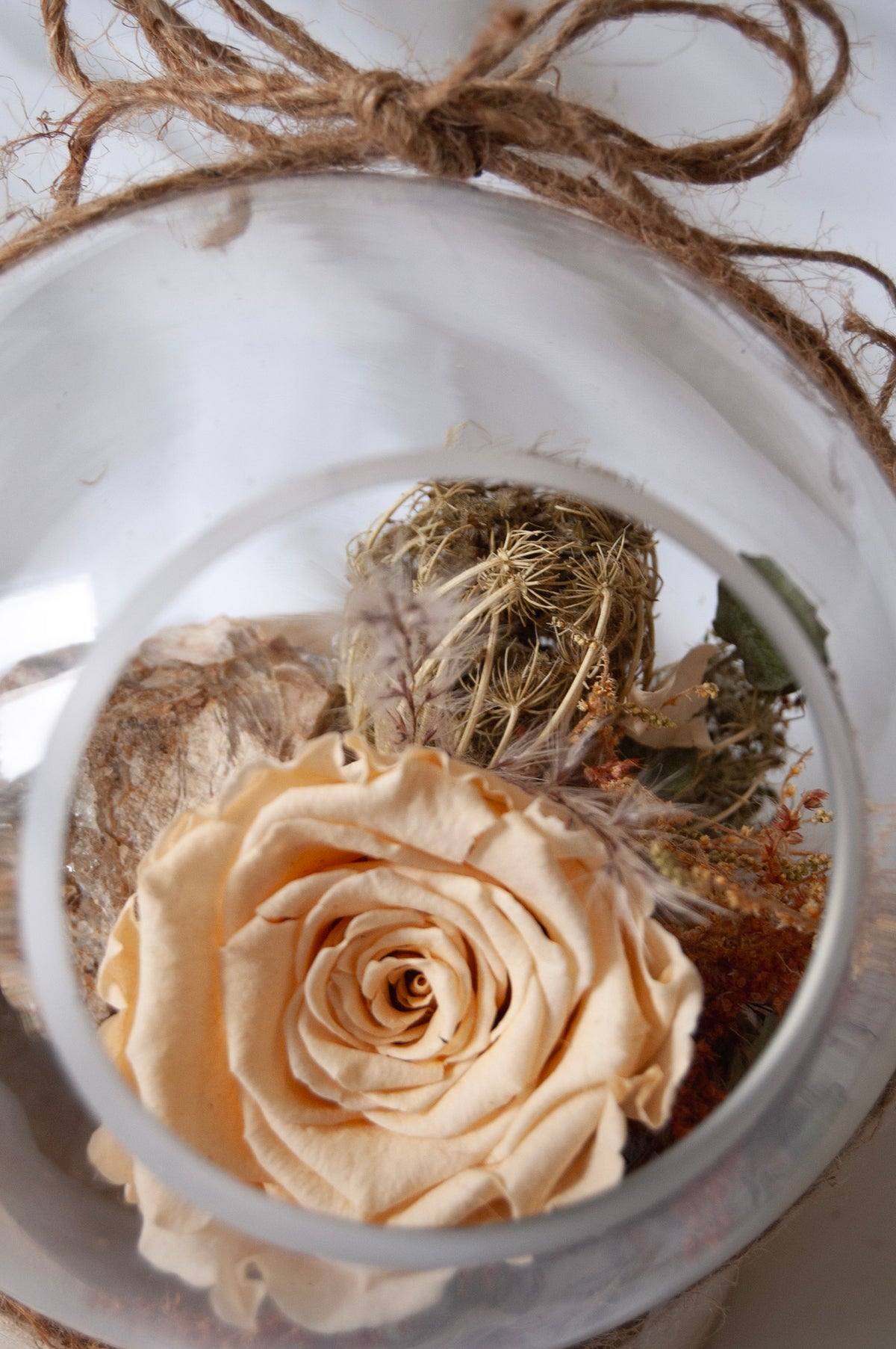 Rose éternelle – Douceur
