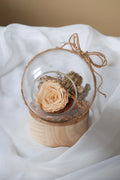 Rose éternelle – Douceur