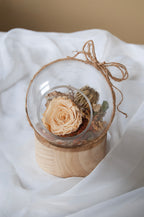 Rose éternelle – Douceur