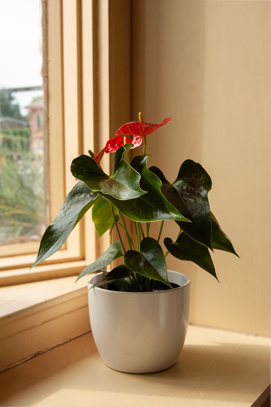 Anthurium