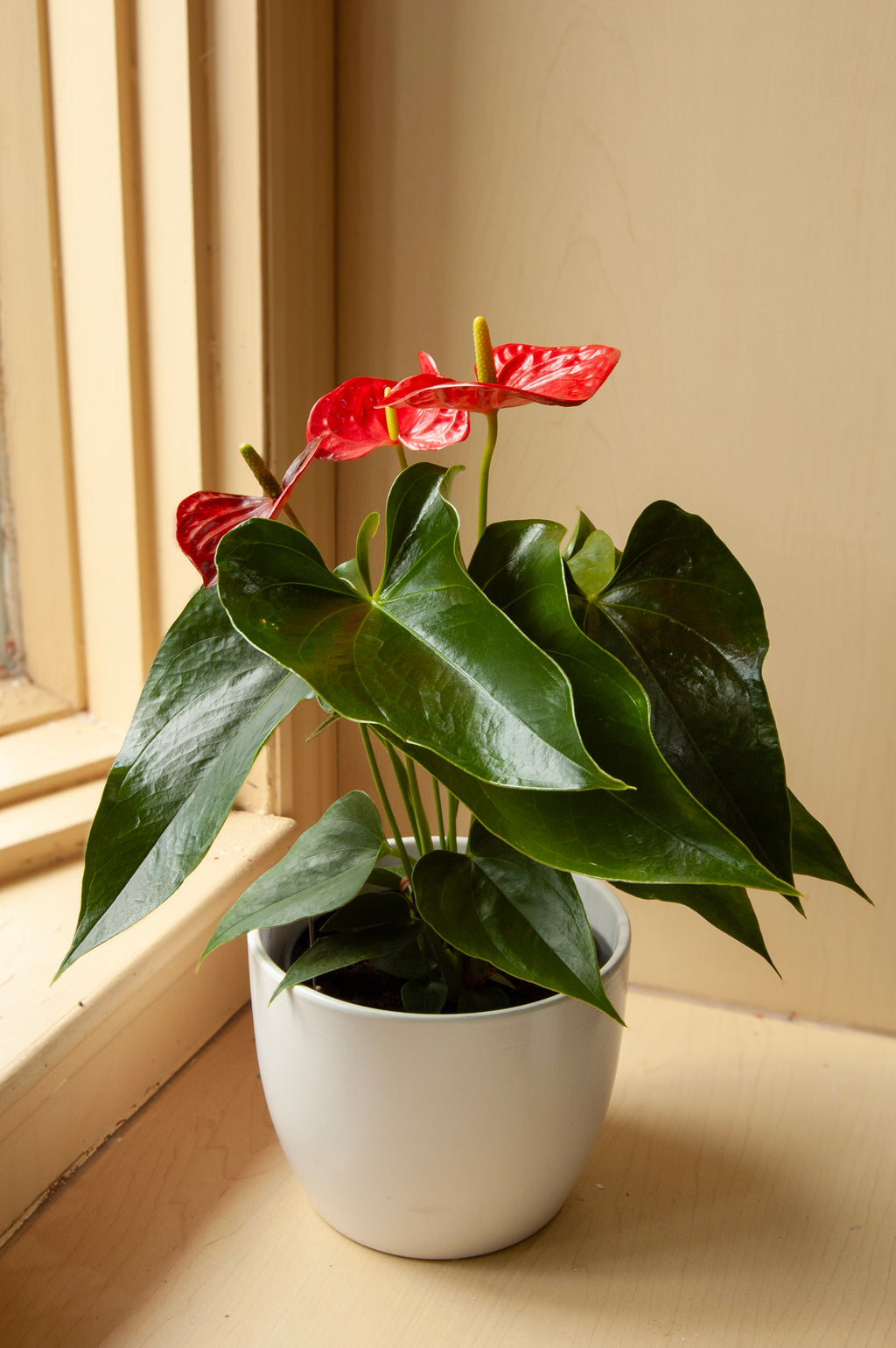 Anthurium