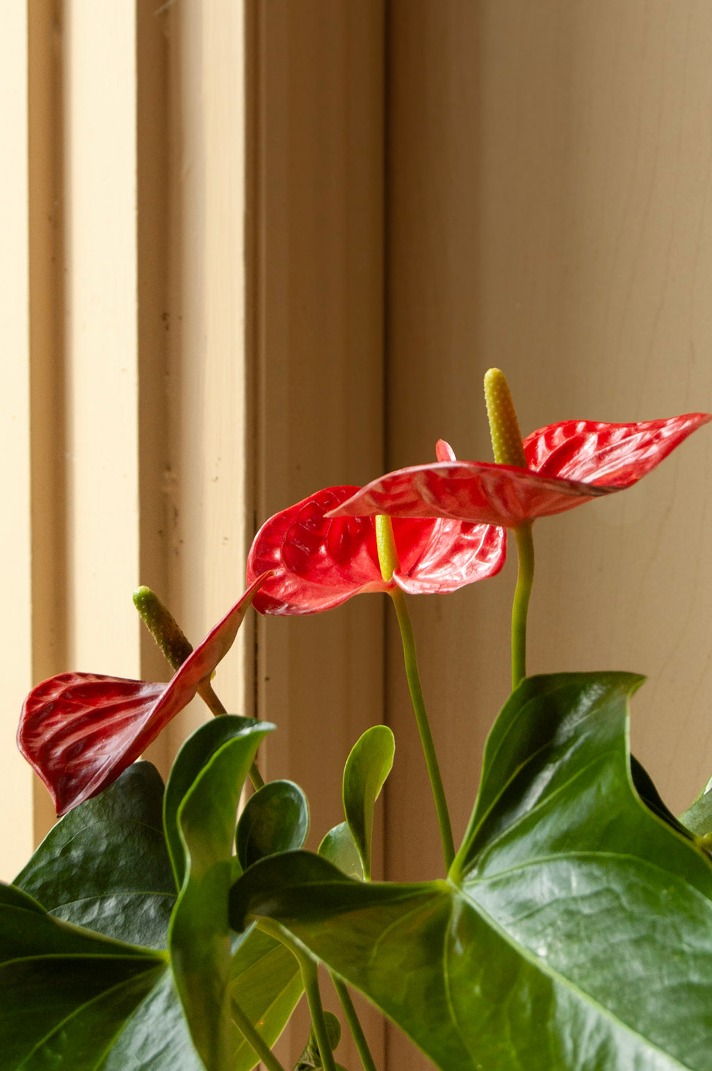 Anthurium