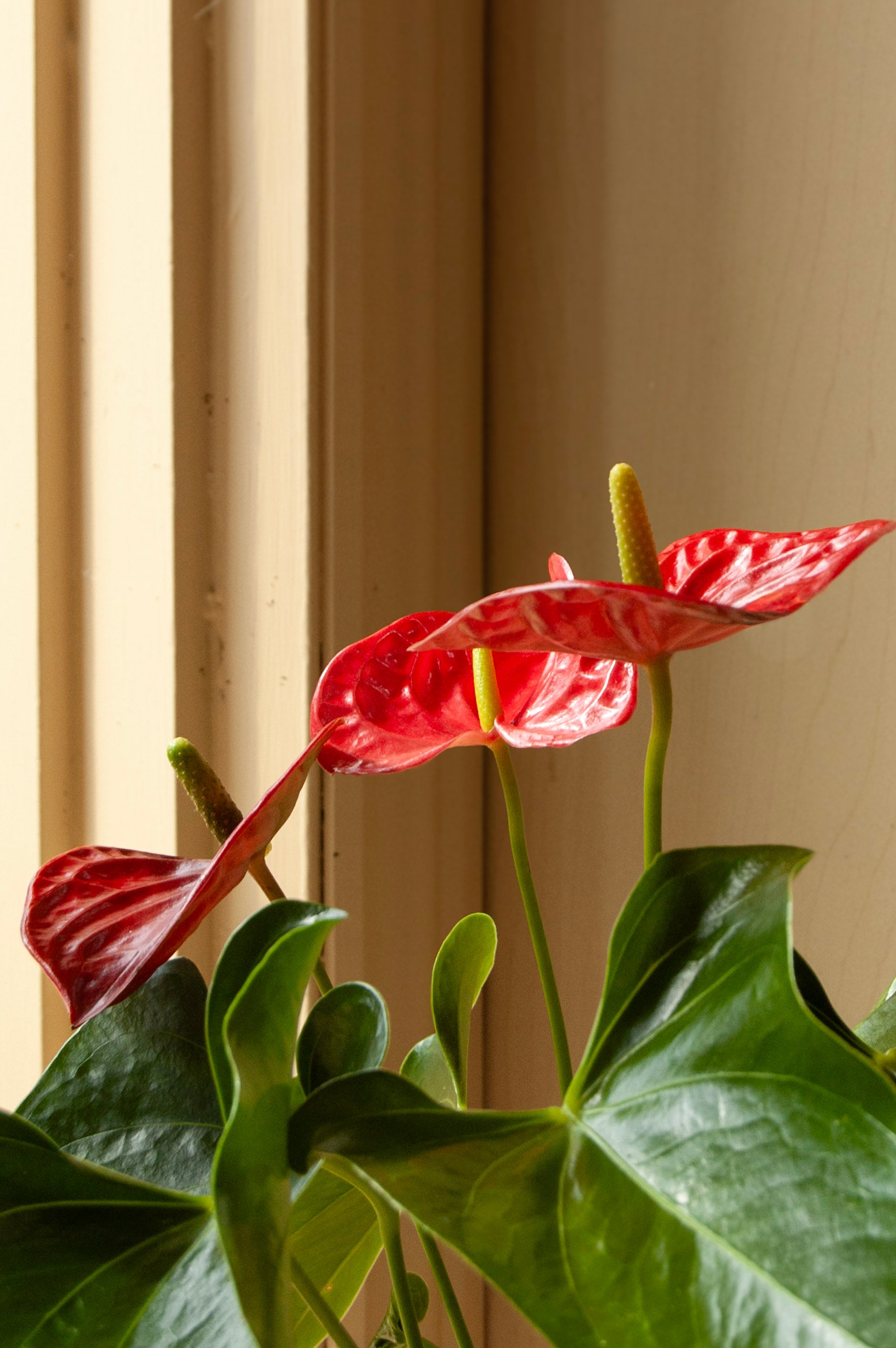 Anthurium