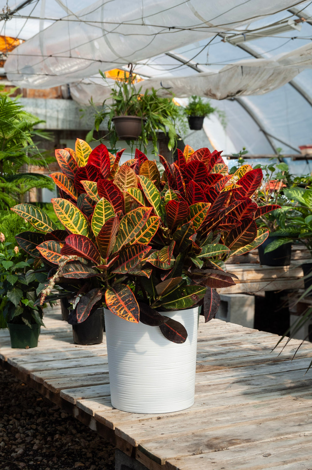 Croton