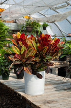Croton