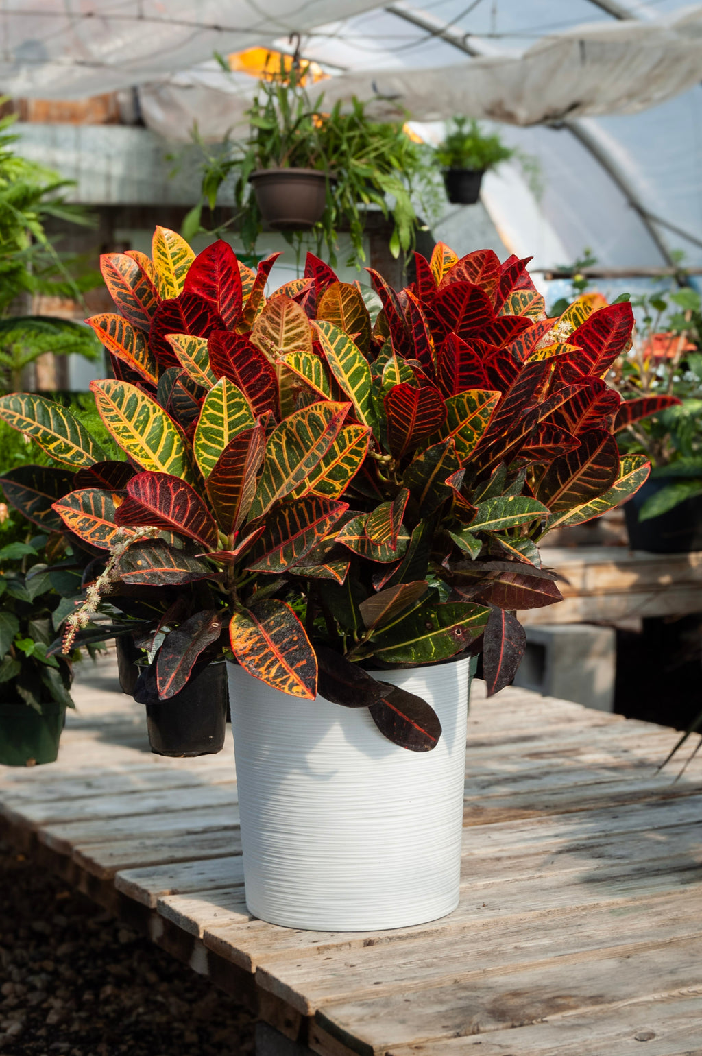Croton
