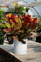 Croton