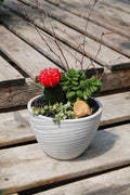 Jardin de Cactus & Succulentes