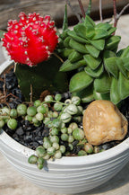 Jardin de Cactus & Succulentes