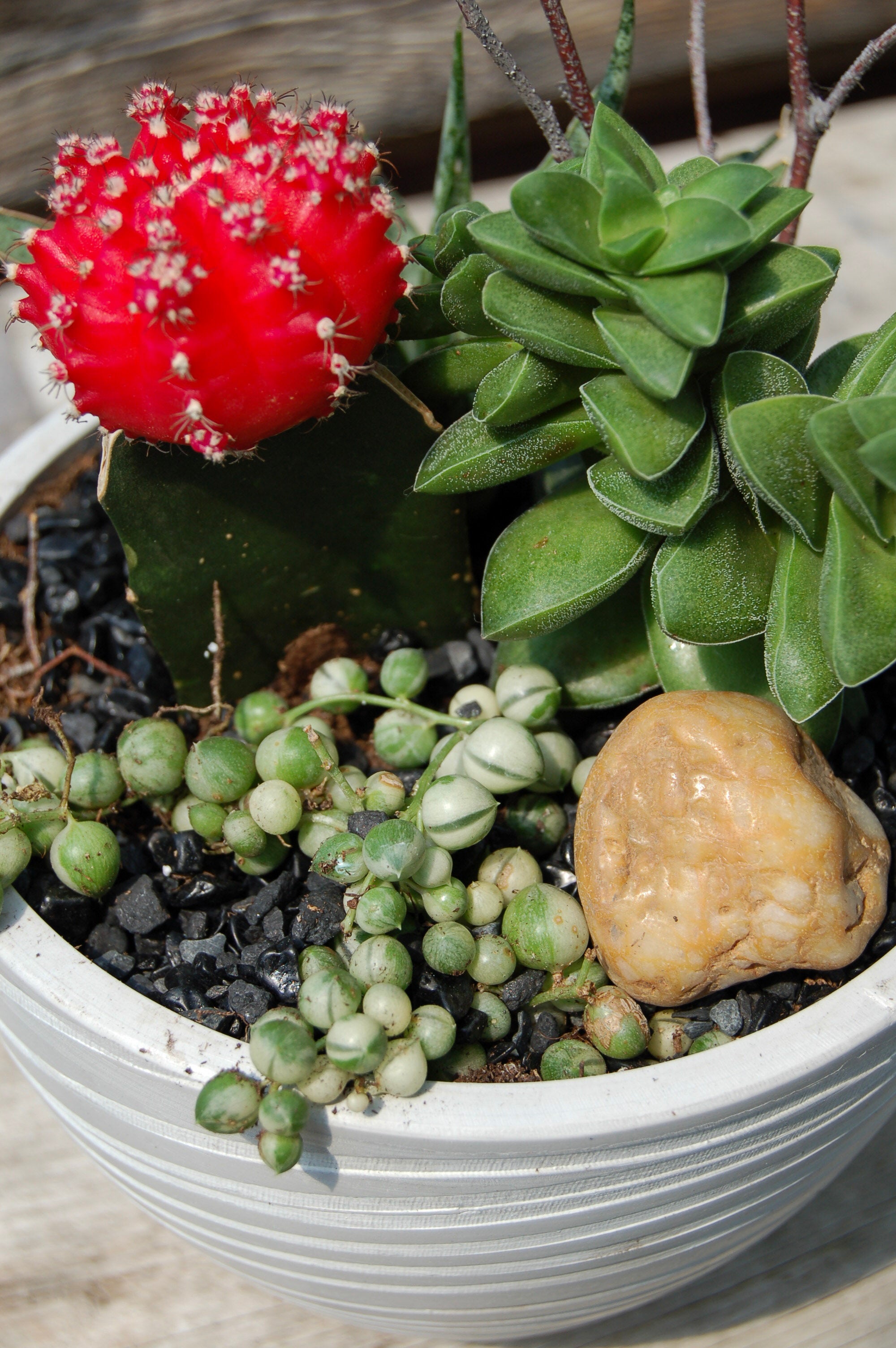 Jardin de Cactus & Succulentes