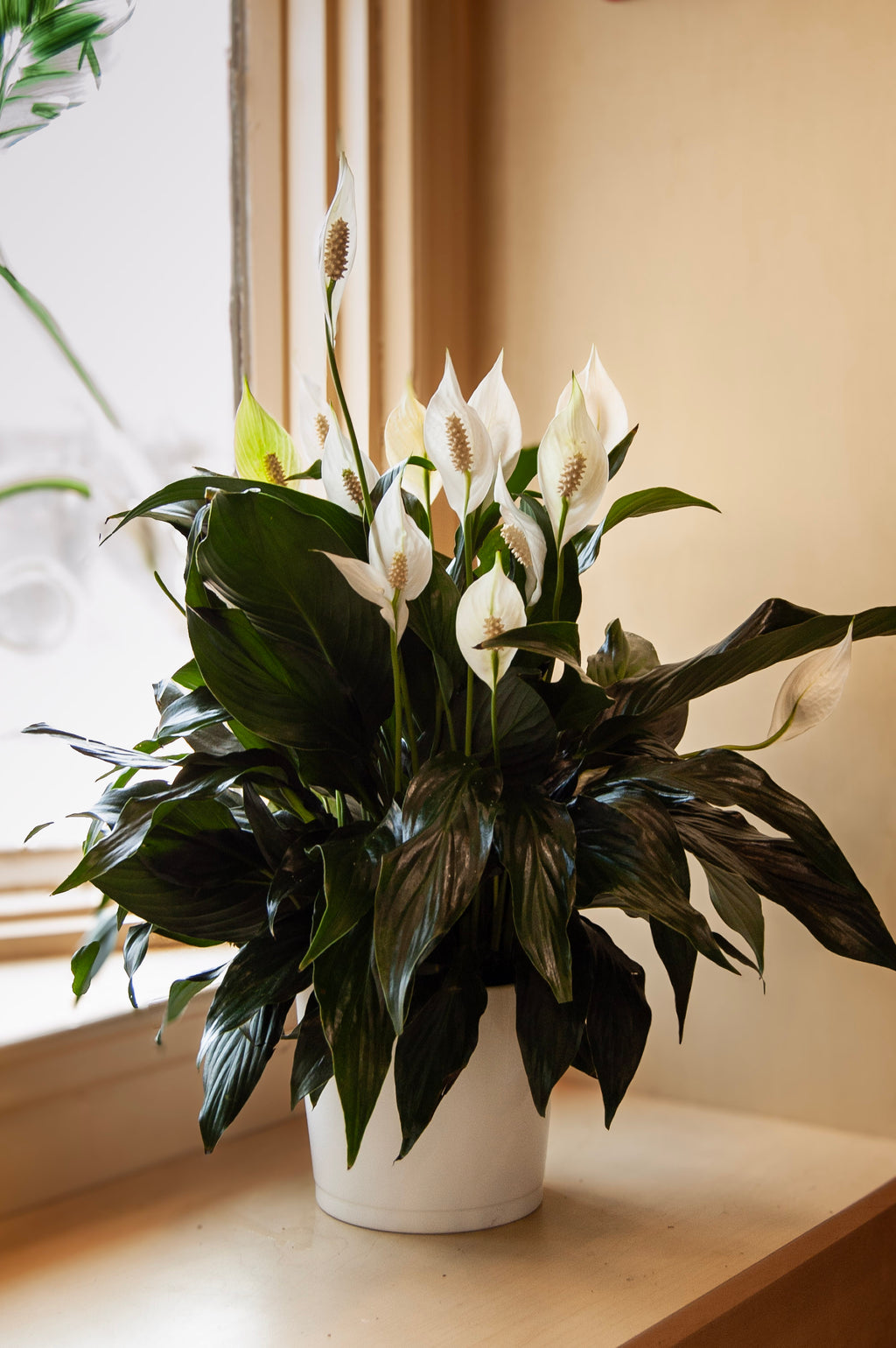 Lys de paix [Spathiphyllum]