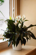 Lys de paix [Spathiphyllum]