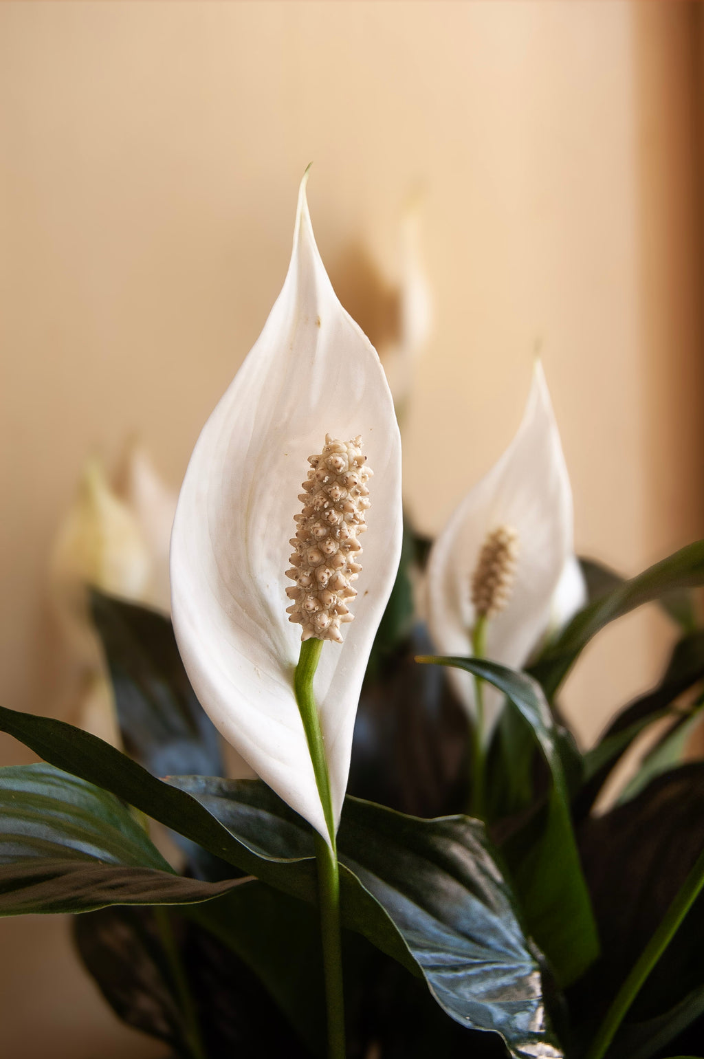 Lys de paix [Spathiphyllum]