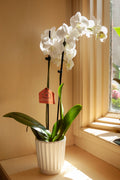 Orchidée Blanche