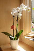 Orchidée Blanche