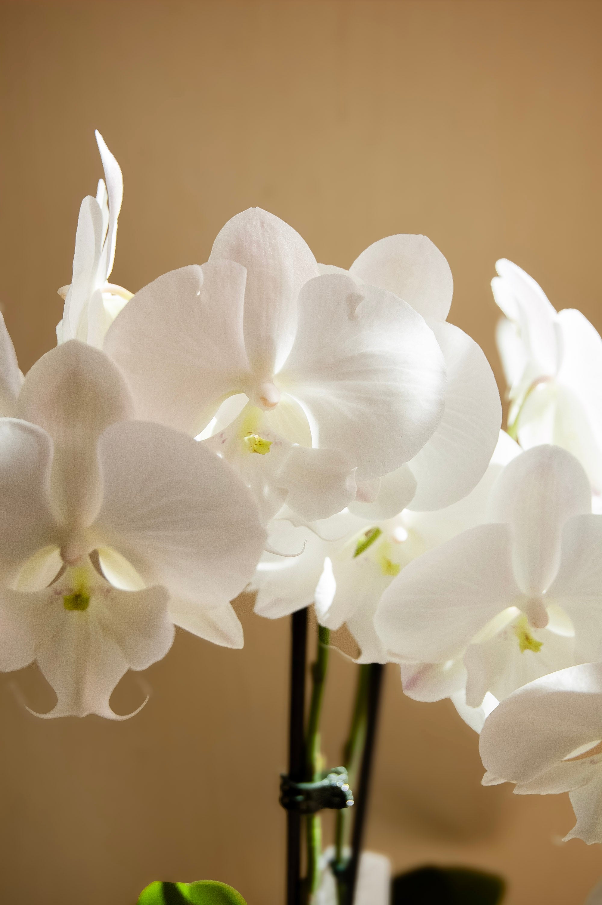 Orchidée Blanche