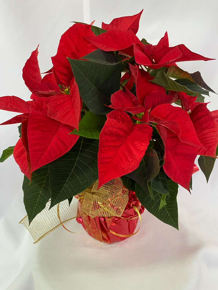 Poinsettias Rouges – 6″