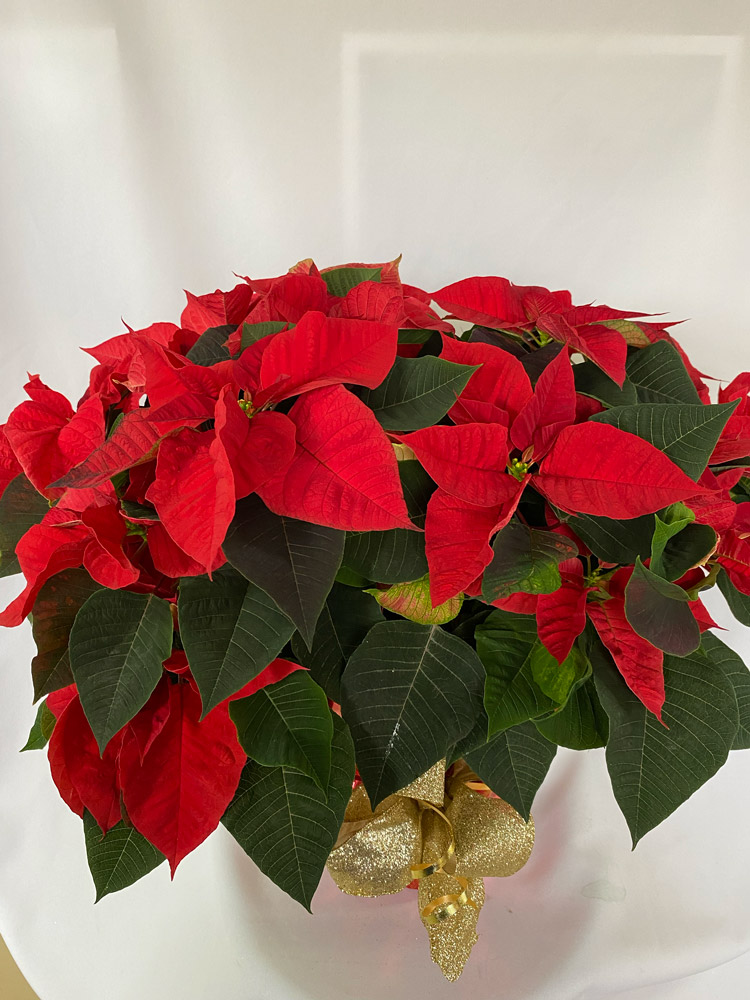 Poinsettias Rouges – 7 1/2″