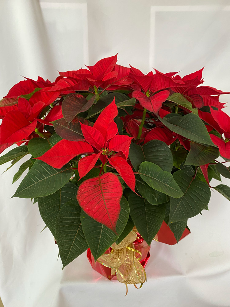 Poinsettias Rouges – 8″